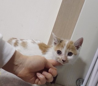 한국 고양이 무료분양