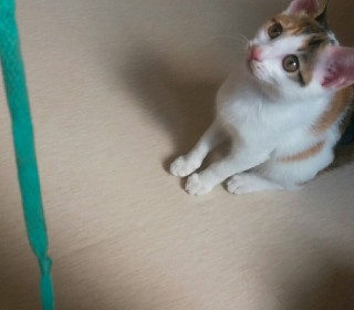 한국 고양이 무료분양