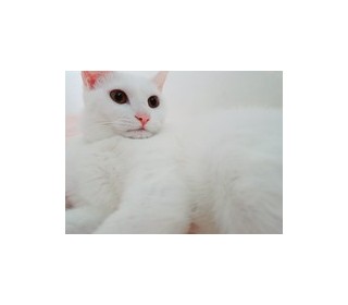 기타 무료분양