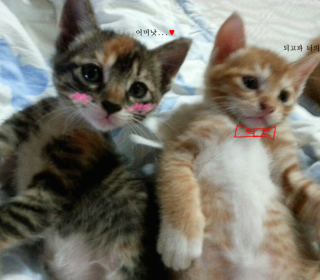 한국 고양이 무료분양