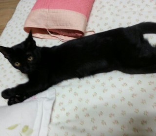 기타 무료분양