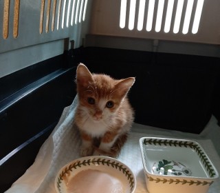 한국 고양이 무료분양
