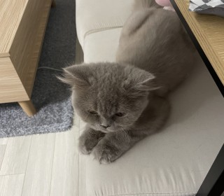 기타 무료분양
