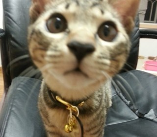 한국 고양이 무료분양