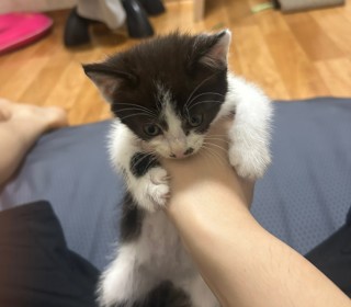 한국 고양이 무료분양