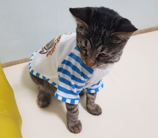 한국 고양이 무료분양