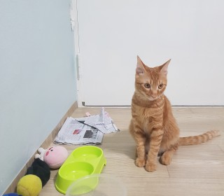 한국 고양이 무료분양