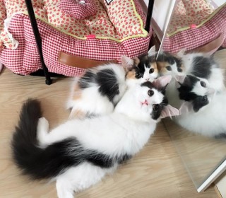 기타 무료분양