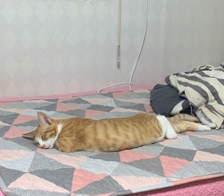 한국 고양이 무료분양