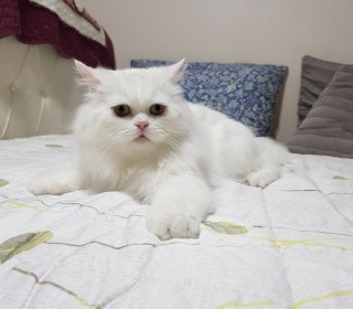 기타 무료분양