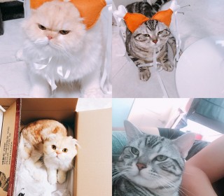 스코티쉬 폴드 무료분양