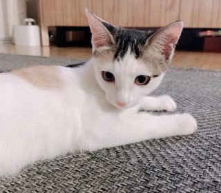 한국 고양이 무료분양