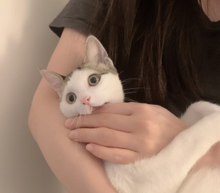 한국 고양이 무료분양