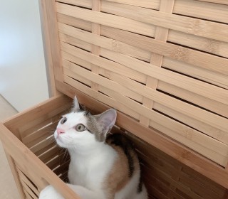 한국 고양이 무료분양