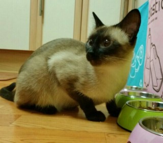 샴 무료분양