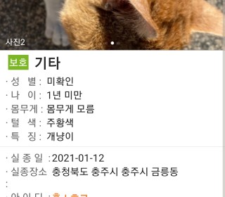 한국 고양이 무료분양