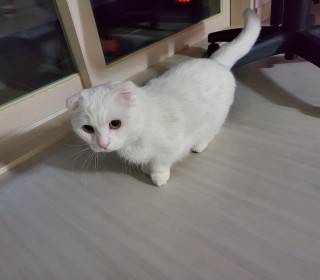 기타 무료분양