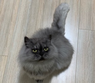 페르시안 무료분양