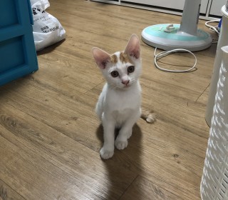 한국 고양이 무료분양