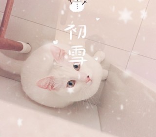터키쉬앙고라 무료분양