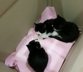 한국 고양이 무료분양
