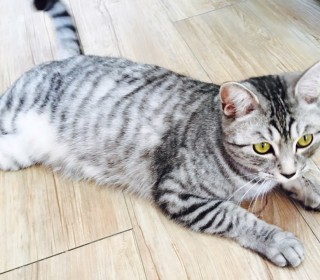 아메리칸 숏헤어 무료분양