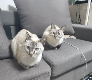 샴 무료분양