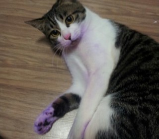 한국 고양이 무료분양