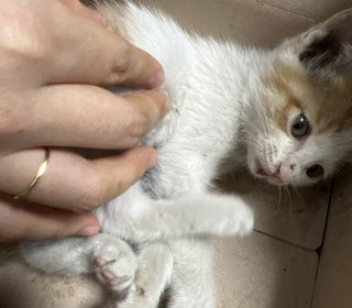 기타 무료분양