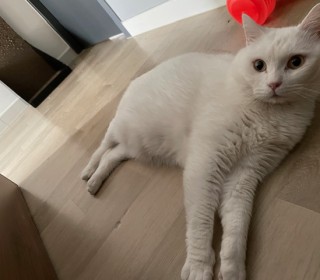 기타 무료분양