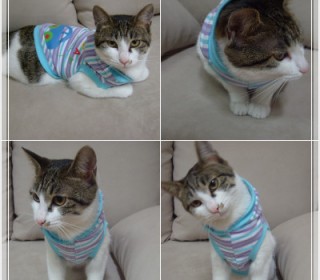 코리안숏헤어 무료분양