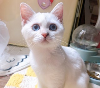기타 무료분양