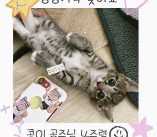 한국 고양이 무료분양