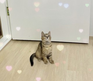 한국 고양이 무료분양