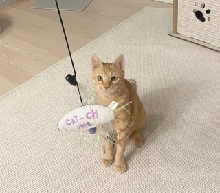 한국 고양이 무료분양