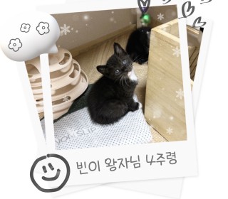 한국 고양이 무료분양