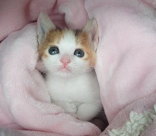 한국 고양이 무료분양