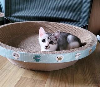 한국 고양이 무료분양