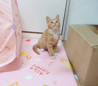한국 고양이 무료분양