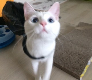 터키쉬앙고라 무료분양