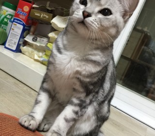 아메리칸 숏헤어 무료분양