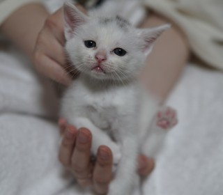 한국 고양이 무료분양
