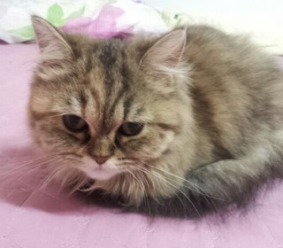 페르시안 무료분양