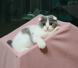 스코티쉬 폴드 무료분양