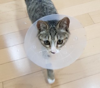한국 고양이 무료분양