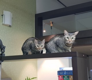 기타 무료분양