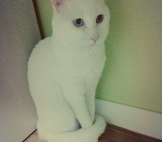 터키쉬앙고라 무료분양