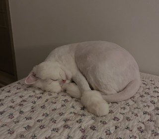 페르시안 무료분양