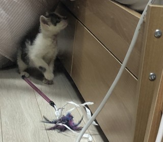 한국 고양이 무료분양