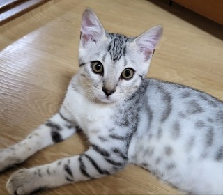 기타 무료분양
